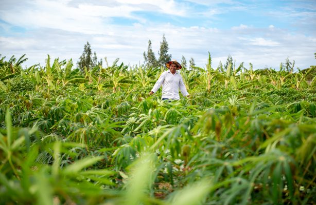 thumbnail de Do Semiárido à Amazônia: o mapa da ação climática da AVSI Brasil é lançado em meio à COP30